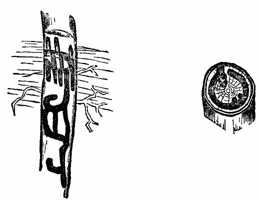 FIGS. 3 and 4&mdash;Mines of Corthylus