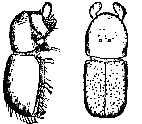 FIG 5.&mdash;Corthylus punctatissimus.