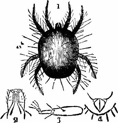 FIG. 1&mdash;Red Spider (magnified). A 1. Ditto