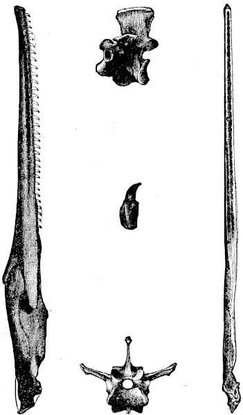 FIG. 4.&mdash;HESPERORNIS REGALIS (Marsh).

Side and upper views of half the lower jaw; side and end views of a
vertebra and a separate tooth.