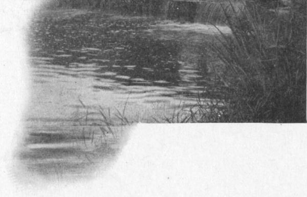 ("DREAM"&mdash;TAILPIECE)