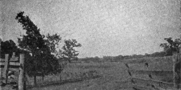 (LEONAINIE&mdash;TAILPIECE)