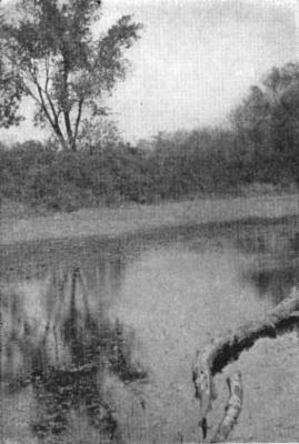 (BLOOMS OF MAY&mdash;TITLE)