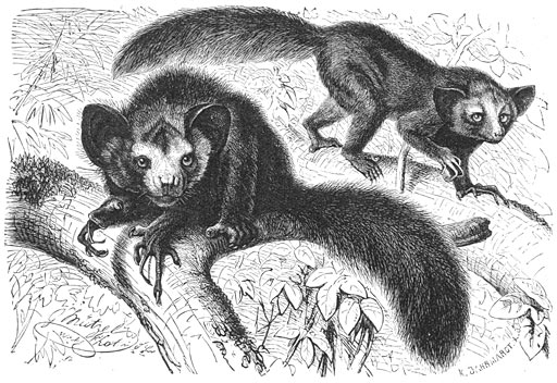 A&iuml;-a&iuml; of Vingerdier (Chiromys madagascariensis). 1/9 v.d. ware grootte.