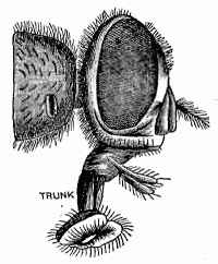 Enlarged view of Head
of Fly showing Trunk.