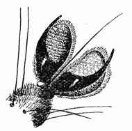 Enlarged view of
Fly's Foot.