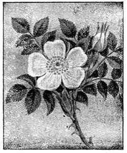 Wild Rose.