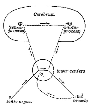 Fig. 2.&mdash;s c mt = reflex circuit; s c sp mp c mt = voluntary circuit.
