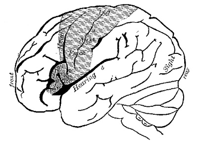 Fig. 3.&mdash;Outer surface of left hemisphere of the brain (modified from Exner): a, fissure of Rolando; b, fissure of
Sylvius.