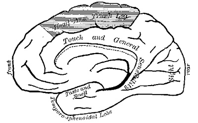 Fig. 4.&mdash;Inner (mesial) surface of the right hemisphere of the brain (modified from Sch&auml;fer and Horsley). In both figures the
shaded area is the motor zone.