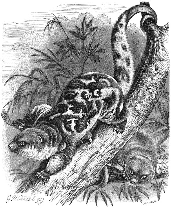 Gevlekte Koeskoes (Phalanger maculatus). &frac14; v. d. ware grootte.