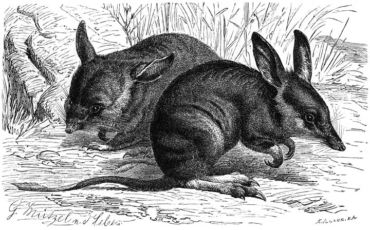 Langneuzige Buideldas (Perameles nasuta). &frac14; v. d. ware grootte.
