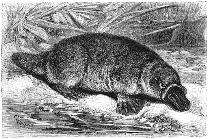 Vogelbekdier (Ornithorhynchus anatinus). &frac14; v. d. ware grootte.