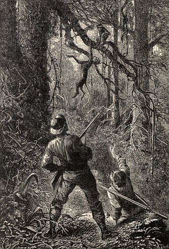 "The monkey .&nbsp;.&nbsp;. slid down, and fell dead at our feet."