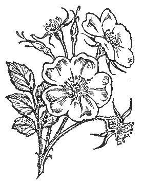 The Seed, the Child of the Plant, is at the Heart of
Every Flower