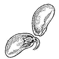 The Bean, Sprouting, To Show the Two Seed-leaves And The
Embryo