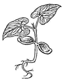 The Bean&mdash;Embryo-Leaves, Seed-Leaves, and Root