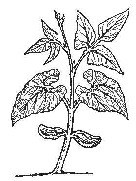 The Bean&mdash;Embryo-Leaves, Compound Leaves, and Beginning
of Stem