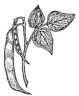 The Bean&mdash;the Seedlets, or Ovules, in the Young Pods