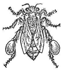 Bee&mdash;Showing Pollen-Basket