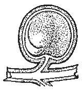 Entrance of Pollen-Tube through the Micropyle to the
Ovule