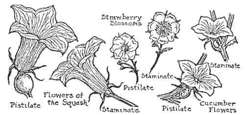 Flowers Needing Cross-Fertilization, Some with Ovary but
no Stamens, Others with Stamens but no Ovary