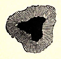 Fig. 13.&mdash;An Ordinary Sun-spot.