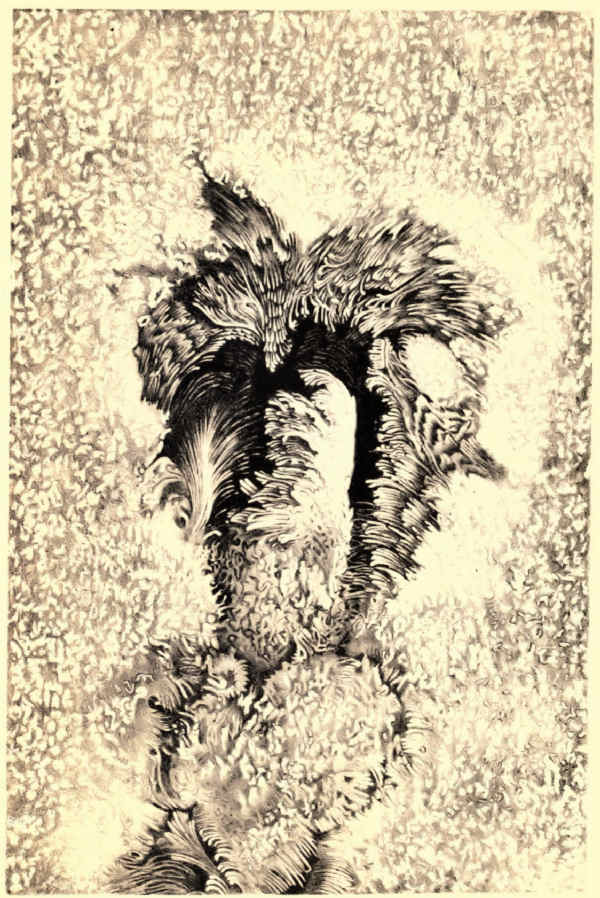 PLATE II.
A TYPICAL SUN-SPOT.
(AFTER LANGLEY.)