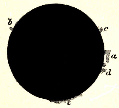 Fig. 19.&mdash;Prominences seen in Total Eclipse.