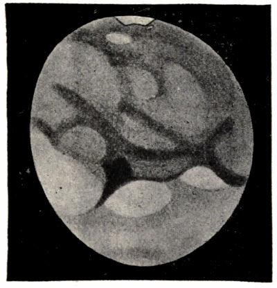 Fig. 52.&mdash;Drawing of Mars (August 16th, 1894).