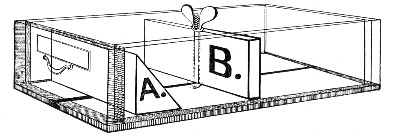 Fig. 105.&mdash;Medium box, showing alternative partitions A
and B.