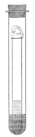 Fig. 130.&mdash;Buchner's tube.