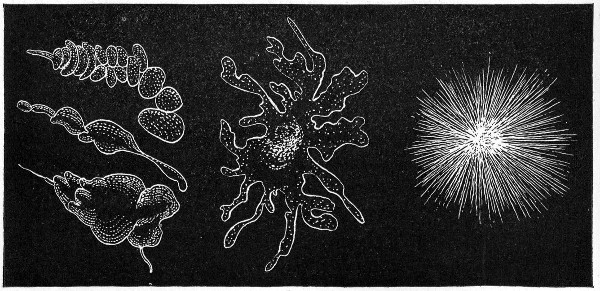 Fig. 141.&mdash;Types of colonies: a, Cochleate; b,
am&oelig;boid; c, mycelioid.