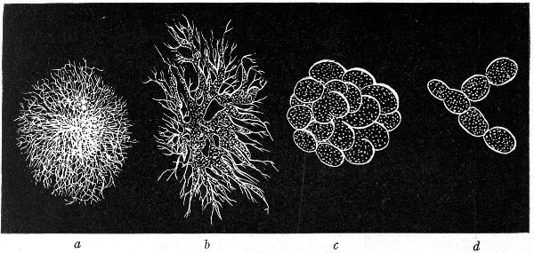 Fig. 142.&mdash;Types of colonies: a, Filamentous; b,
rhizoid; c, conglomerate; d, toruloid.