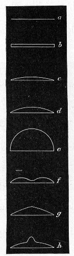 Fig. 143.&mdash;Surface elevation of colonies: a, Flat; b,
raised; c, convex; d, pulvinate; e, capitate; f, umbilicate;
g, conical; h, umbonate.