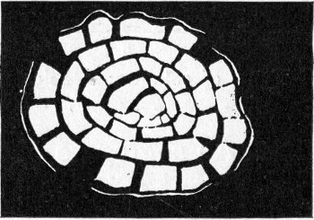 Fig. 144.&mdash;Types of colonies&mdash;alveolate.