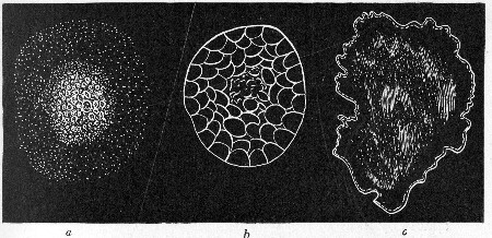 Fig. 145.&mdash;Types of colonies: a, Grumose; b,
moruloid; c, clouded.