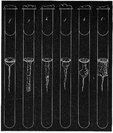Fig. 151.&mdash;Stab cultivations&mdash;types of growth: f,
Crateriform; g, saccate; h, infundibuliform; j, napiform; k,
fusiform; l, stratiform.