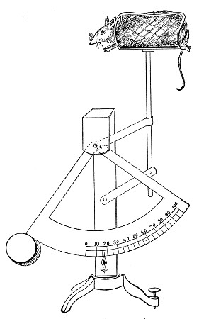 Fig. 167.&mdash;Mouse scales