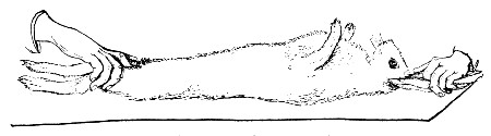 Fig. 175.&mdash;Holding rabbit for shaving.
