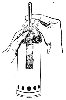 Fig. 176.&mdash;Taking guinea-pig's temperature.