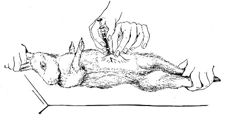 Fig. 182.&mdash;Intraperitoneal inoculation&mdash;fluid.