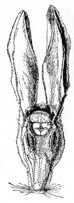 Fig. 188.&mdash;Intracranial inoculation of rabbit. The circle
indicates the situation of the trephine hole.