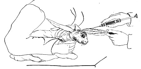 Fig. 189.&mdash;Intravenous inoculation.