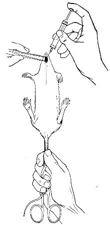 Fig. 191.&mdash;Intragastric inoculation of rat.