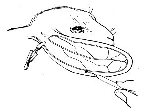 Fig. 192.&mdash;Collecting blood from rabbit.