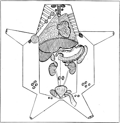 Fig. 201.&mdash;Back of post-mortem card.