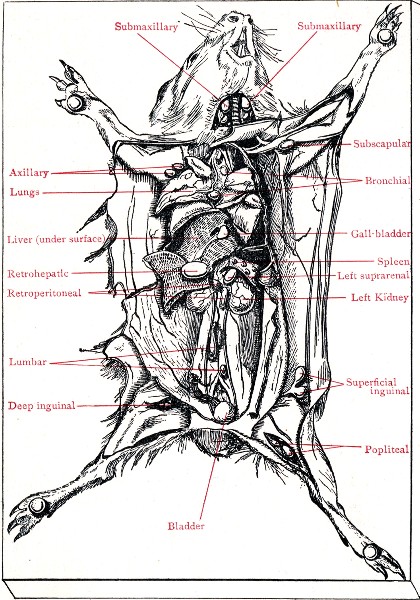 Fig. 215.&mdash;Cadaver of guinea-pig experimentally infected
with B. tuberculosis.