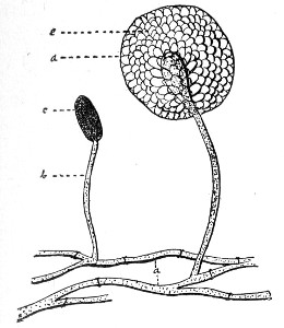 Fig. 77.&mdash;Mucor mucedo.