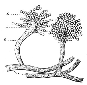 Fig. 78.&mdash;Aspergillus